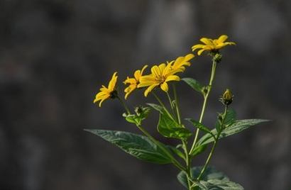 《女医生特殊的治疗》