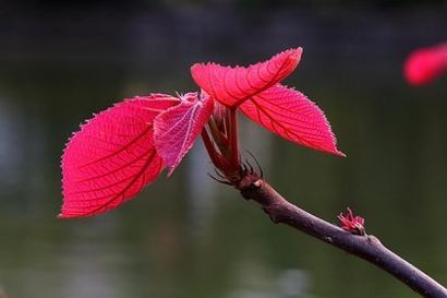 春浓花娇芙蓉帐64章