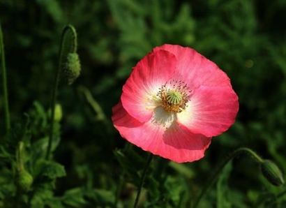 花花草视频